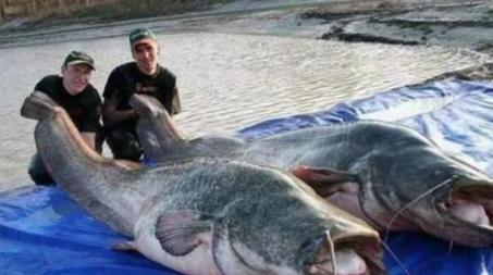 鲶鱼吃人并非传说,泰国境内出现巨型鲶鱼,重达300公斤