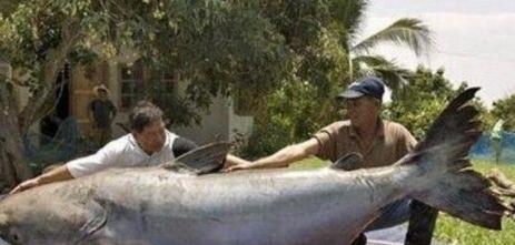 鲶鱼吃人并非传说,泰国境内出现巨型鲶鱼,重达300公斤