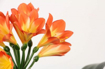 ​君子兰怎么整形