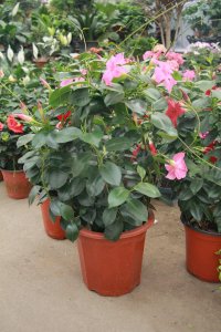 ​飘香藤的种植方法