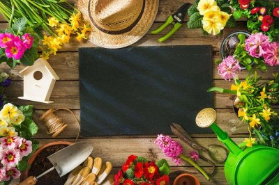 ​小玉开完花会死吗