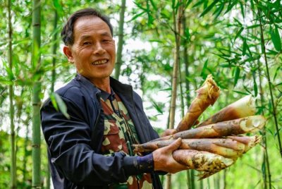 ​三明宁化：种植雷竹笋 绿了山头富了百姓