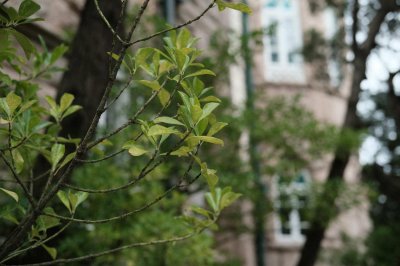 ​海冬青是什么