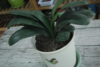 ​君子兰种子如何催芽