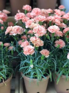 ​康乃馨的作用