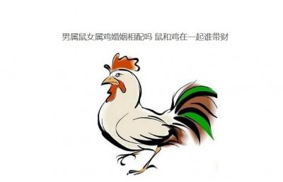​男属鼠女属鸡婚姻相配吗 鼠和鸡在一起谁带财