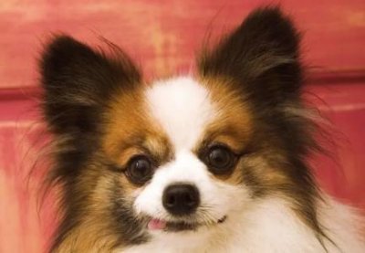 ​养宠家庭应该如何做好消毒工作？家养宠物如何消毒