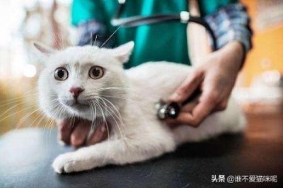​猫的眼睛为什么会发光？猫咪可以看得到颜色的吗？