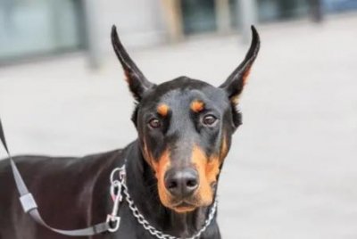 ​泰迪和比熊怎么去选择？考虑到这3点，就不会反悔 泰迪和比熊一起养的注意事项