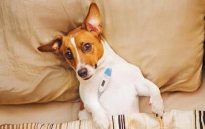 ​狗狗户口要什么照片狗狗上户口要什么手续