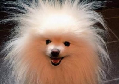 ​警惕比熊犬的这些病痛信号：主人需注意的异常表现