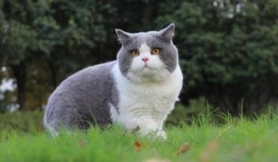 ​宠物托运汽车需要多少钱？