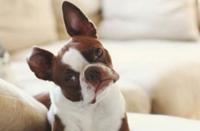 ​泰迪犬咬人怎么办？怎么训练狗狗不咬人