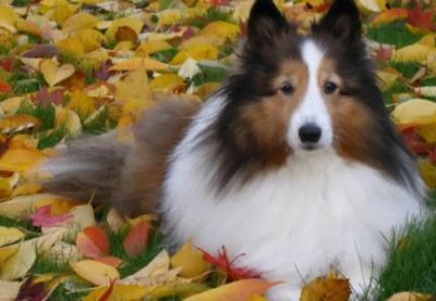 ​为什么狗狗喜欢舔人的脚狗狗舔人的脚是什么原因