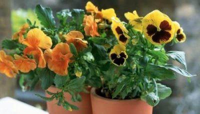 ​学信网查询的学历哪些学历查不到学信网怎么样查学历