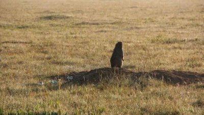 ​远离网红“萌宠”土拨鼠！草原旅游当心感染鼠疫