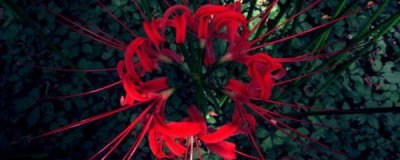 ​彼岸花怎么养殖方法