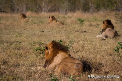 ​顾家的狮王：疤臀，保护狮群被马蹄吧雄狮打伤，伤重而孤独地死去