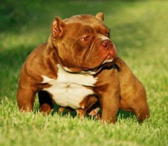 ​恶霸犬好养吗？恶霸犬多少钱一只？