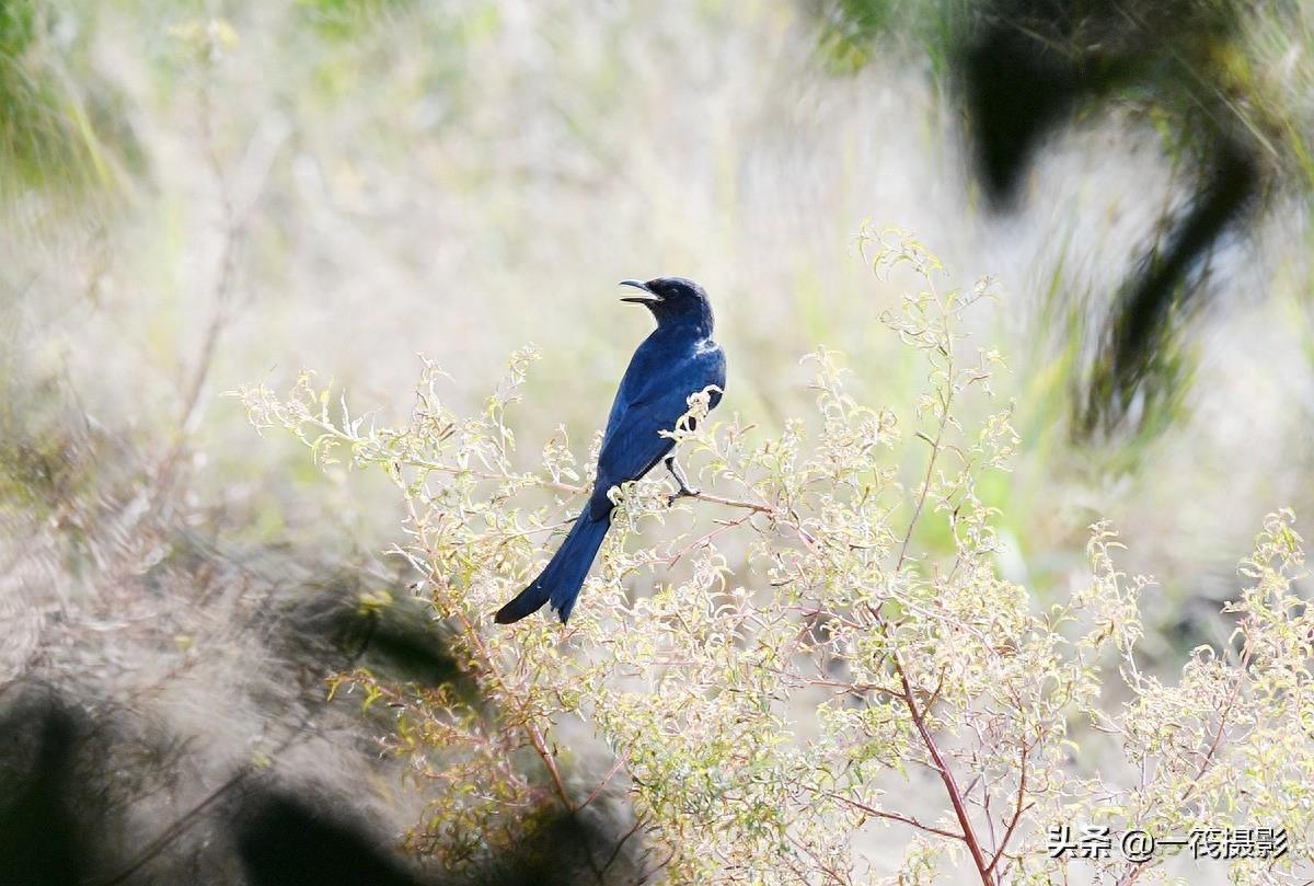 野外观鸟——黑卷尾