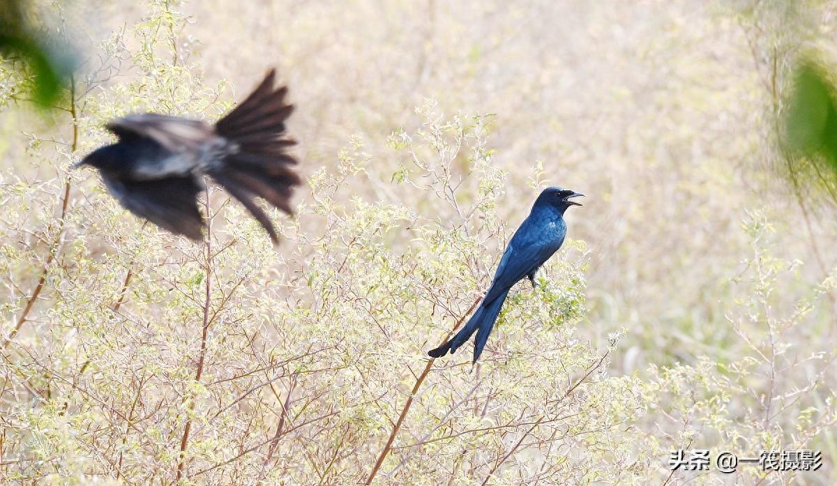 野外观鸟——黑卷尾