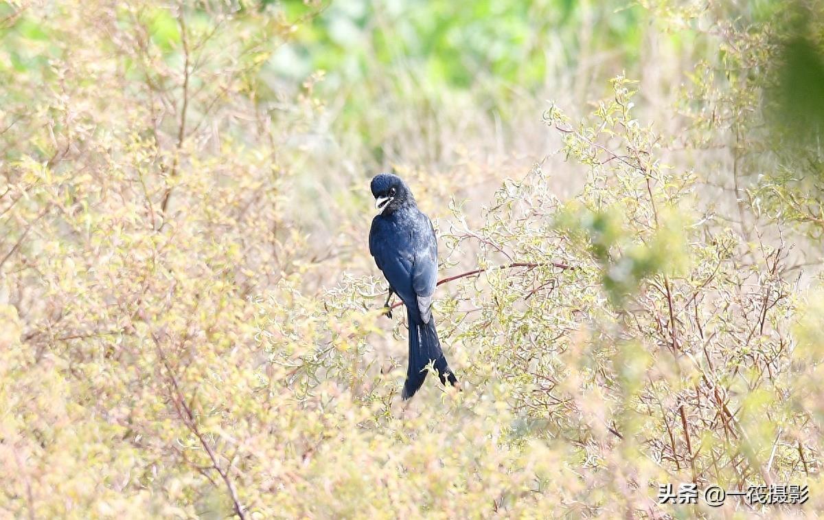 野外观鸟——黑卷尾