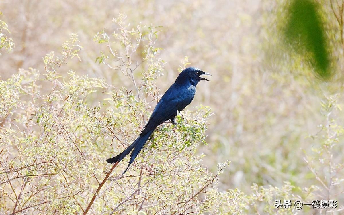 野外观鸟——黑卷尾