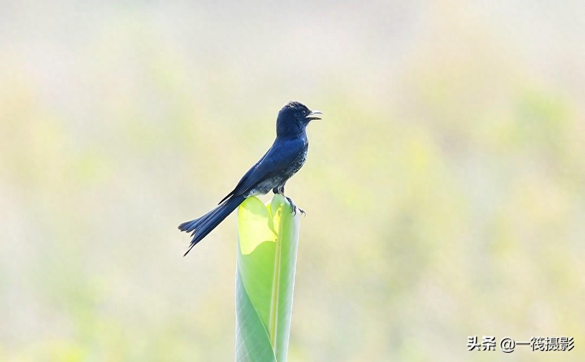 野外观鸟——黑卷尾