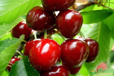 ​车厘子多少钱一斤？附车厘子最新价格行情分析