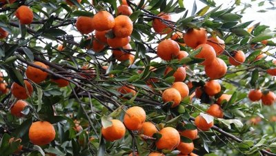 ​橘子一般在几月份成熟？摘橘子时需要注意什么问题？