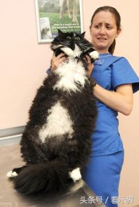 ​萌萌哒！可爱宠物萌图图集