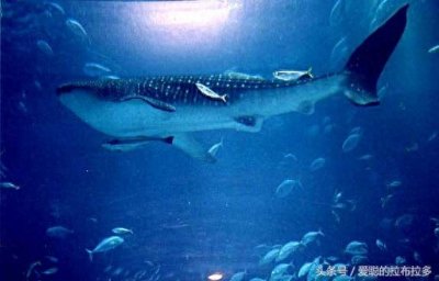 ​蓝鲸-动物里的巨无霸