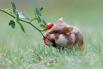 ​为什么说十鼠九苦 十鼠九苦是什么意思