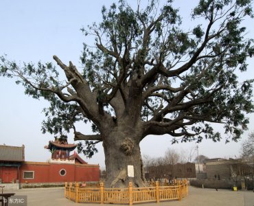 ​「枣庄风物」山西洪洞县大槐树迁民的传说