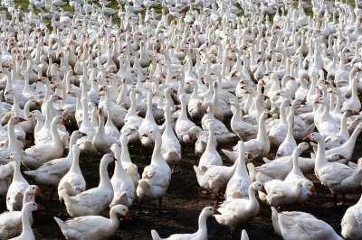 ​湖南快报：衡阳市“57项”获批项目，涉及养殖、种植、农田等