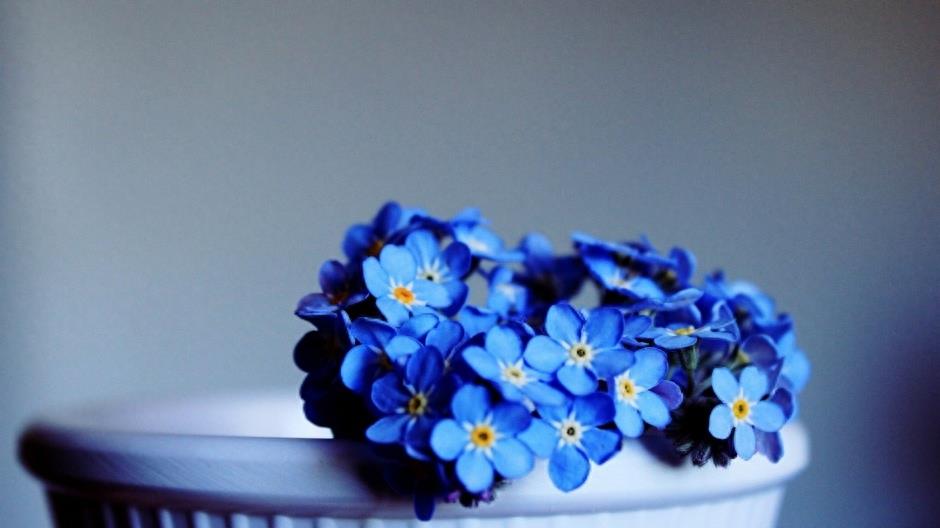 植物图集:忘忧草