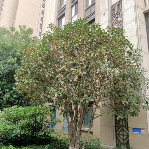 ​# 我家门前有两棵树