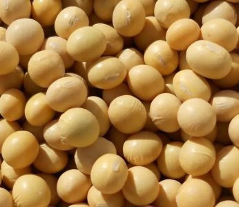 ​什么是转基因大豆吗，和普通大豆的区别在哪里？