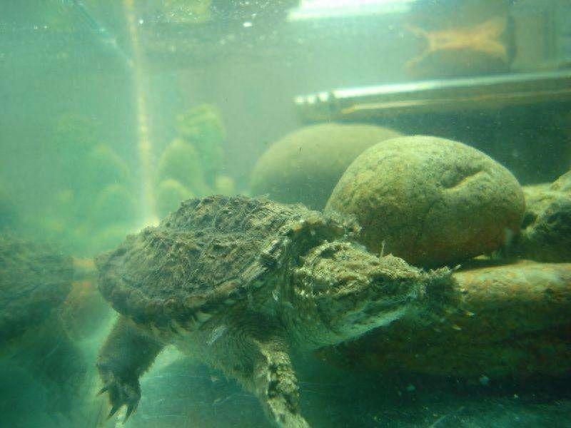 乌龟图集：北美拟鳄龟