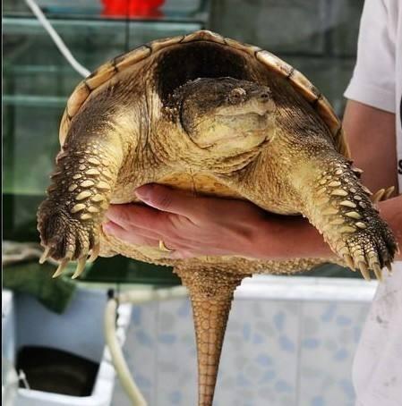 乌龟图集：北美拟鳄龟