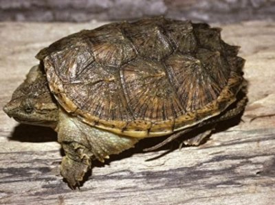 ​乌龟图集：北美拟鳄龟