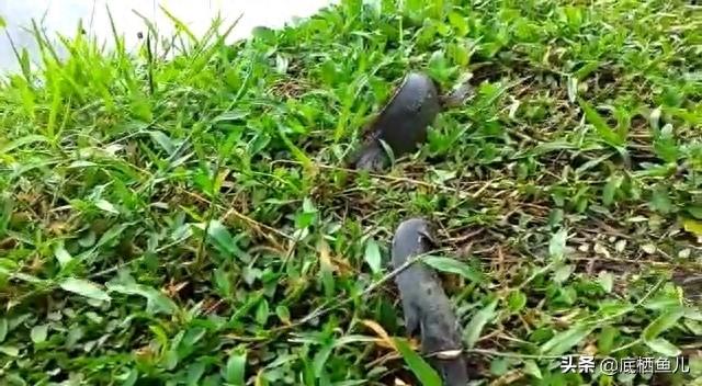 这两条鱼拼了:横穿马路的原生鱼攀鲈