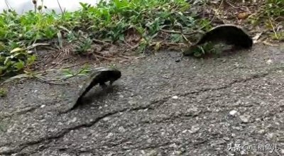 ​这两条鱼拼了：横穿马路的原生鱼攀鲈