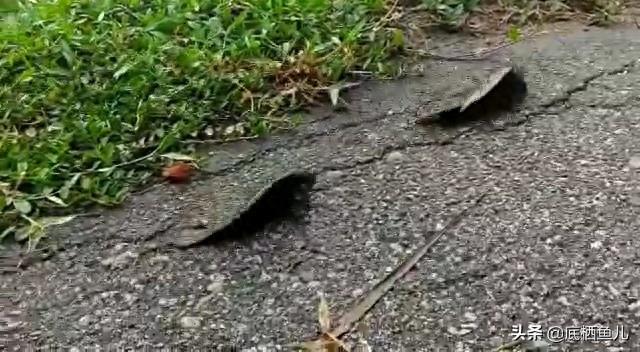 这两条鱼拼了:横穿马路的原生鱼攀鲈