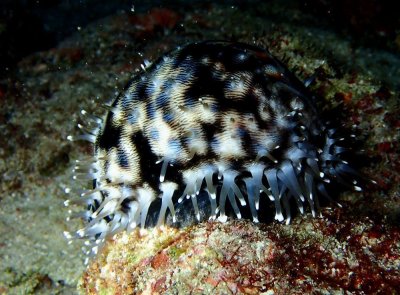 ​海洋里的无脊椎动物（28）：螺（5）-活体的黑星宝螺