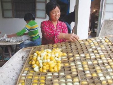 ​农村大娘喂养出一种彩色的蚕宝宝：价格不菲，很多人抢着要