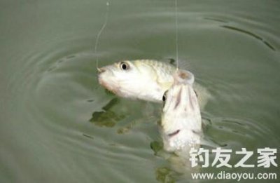 ​钓友分享的黑坑钓鲫鱼饵料配方