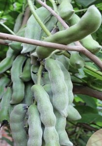 ​乡下的狗儿豆，大家都这样吃？