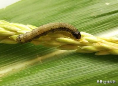 ​草地贪夜蛾蔓延18个省，4000万亩玉米受害，用什么方法可以杀灭？