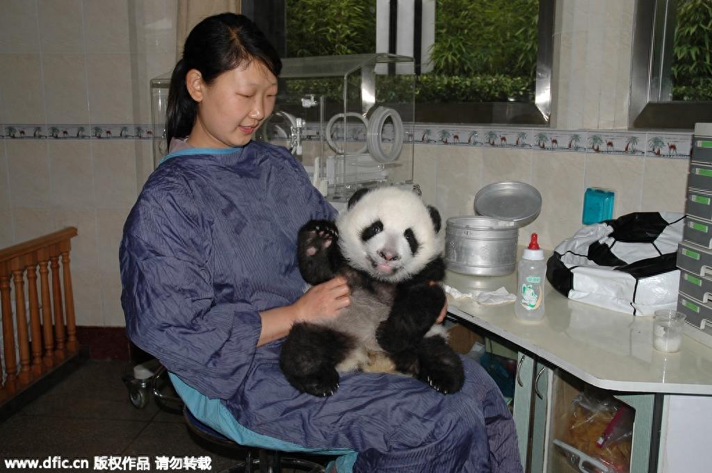 熊猫饲养员薪酬3000 每天挑20斤粪便你愿意做么？